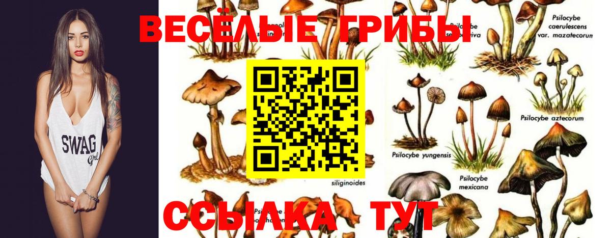Псилоцибиновые грибы Cubensis  наркота  Галлюциногенные грибы Psilocybine cubensis  Туймазы  Вход с VPN 